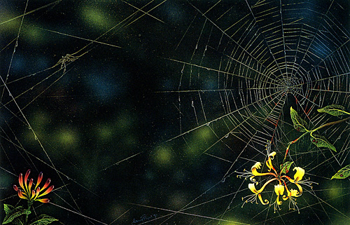 Honeysuckle Spider Web